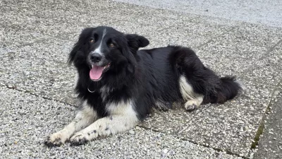 Lepotica tedna Čula / Foto: Anže