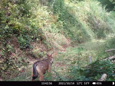 Volk ponovno na Pohorju &ndash; znanje za varen soobstoj