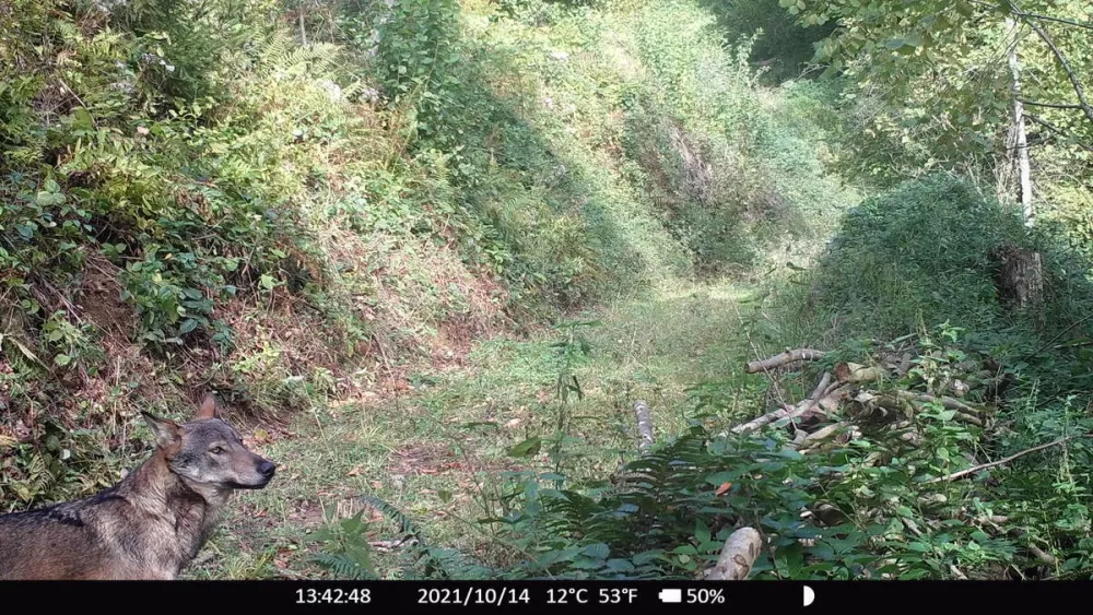Volk ponovno na Pohorju &ndash; znanje za varen soobstoj