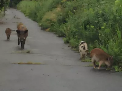 Fuku&scaron;ima hibrid pra&scaron;ič divja svinja