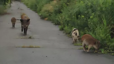 Fuku&scaron;ima hibrid pra&scaron;ič divja svinja