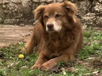 Bob Coveiro pes brazilija