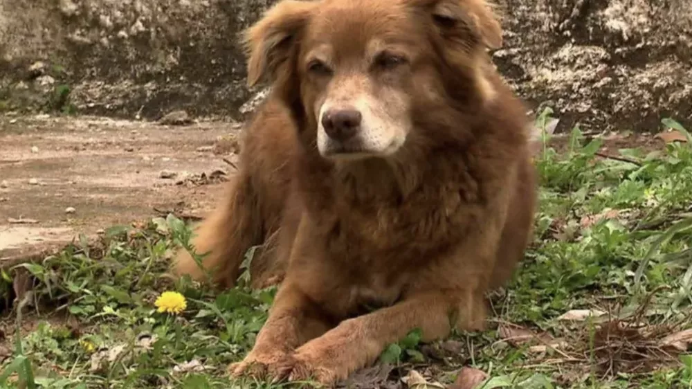 Bob Coveiro pes brazilija