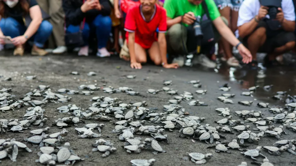 NAIC, CAVITE, PHILIPPINES - 13 FEBRUARY: People react as 500 Olive Ridley sea turtle hatchlings make their way into the sea after being released from the 'Pawikan Sanctuary', as part of a festival to raise ocean conservation awareness, in Naic, Cavite, Philippines, on 13 February, 2026. The festival is aimed at protecting the endangered Olive Ridley turtles and increasing their survival rate, raising public awareness of ocean conservation and educating the people how they can become a steward of the ecosystem in the midst of worsening climate change. This comes after United States President Donald Trump withdrew United Nations Framework Convention on Climate Change (UNFCCC) and 66 international organisations and environmental agreements including the Paris Agreement, a move seen as detrimental for combatting climate change. Daniel Ceng / Anadolu/ABACAPRESS.COM,Image: 1074628692, License: Rights-managed, Restrictions:, Model Release: no