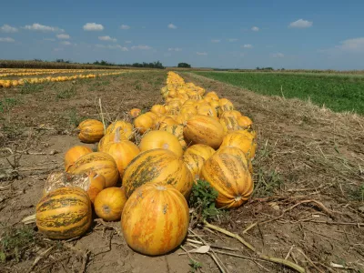 kmetijstvo, Prekmurje, Rakičan, polje, njiva, buče. Foto: Tatjana Pihlar 