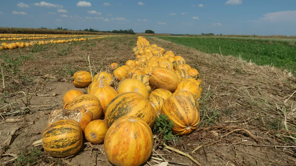 kmetijstvo, Prekmurje, Rakičan, polje, njiva, buče. Foto: Tatjana Pihlar 