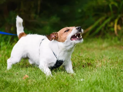 Včasih se lahko kuža zelo razburi. / Foto: Istock