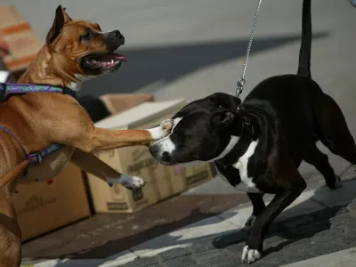 pes - pasma pitbull - //FOTO: Matej Pov&scaron;e