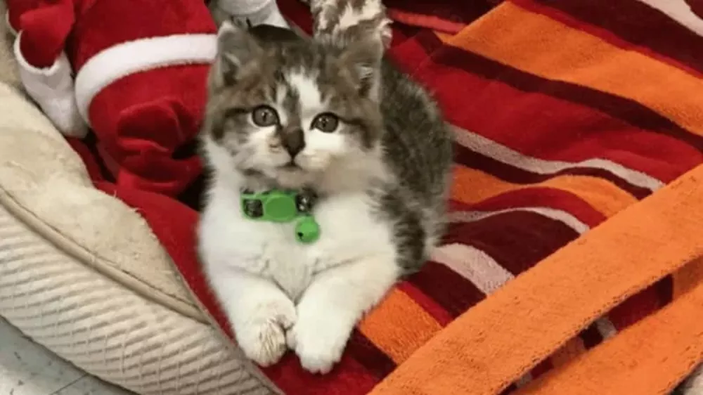 Prisrčni Bob / Foto: Meriden Animal Control-saving Paws / Facebook