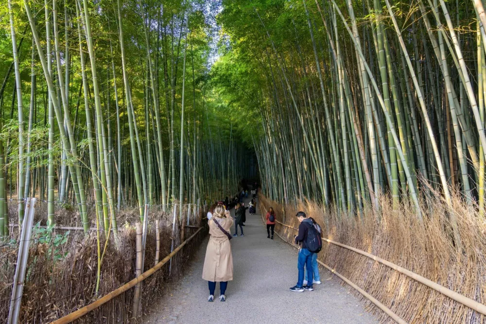 Kyoto, Japan - 22 November 2024: People visiting Sagano Bamboo forest in Arashiyama / Foto: Elena Zolotova