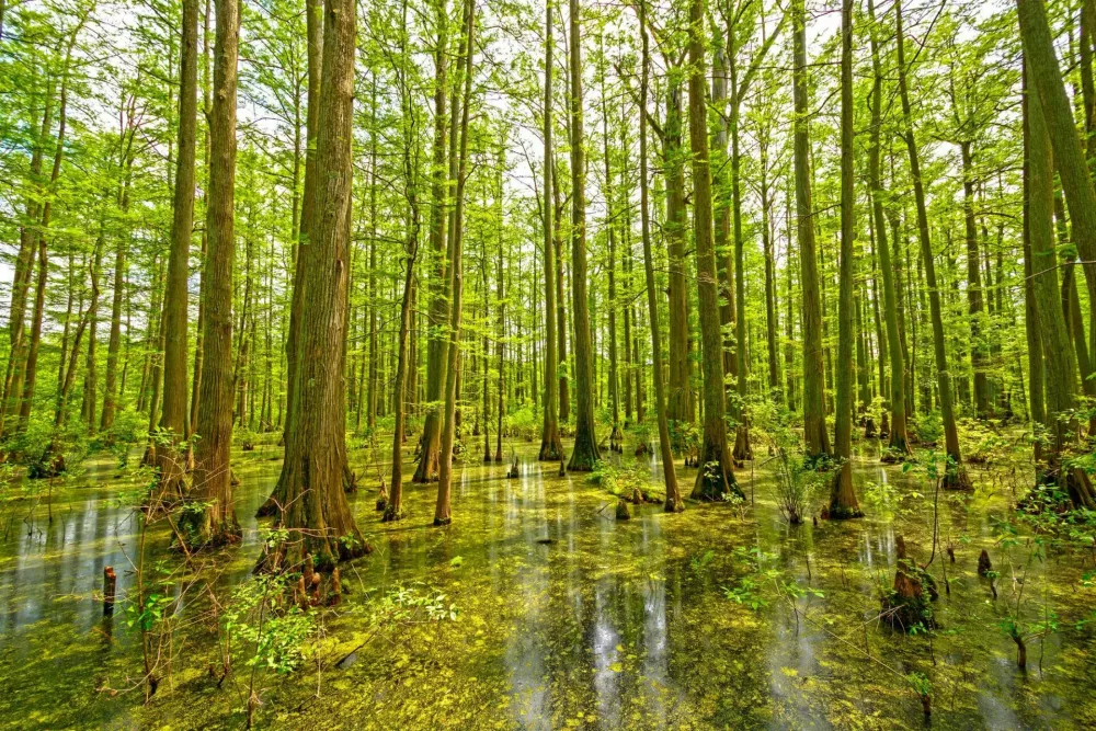 Heron Pond Swamp in Southern Illinois / Foto: Wildnerdpix