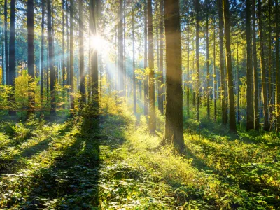 Simbolična slika lepega gozda / Foto: Istock