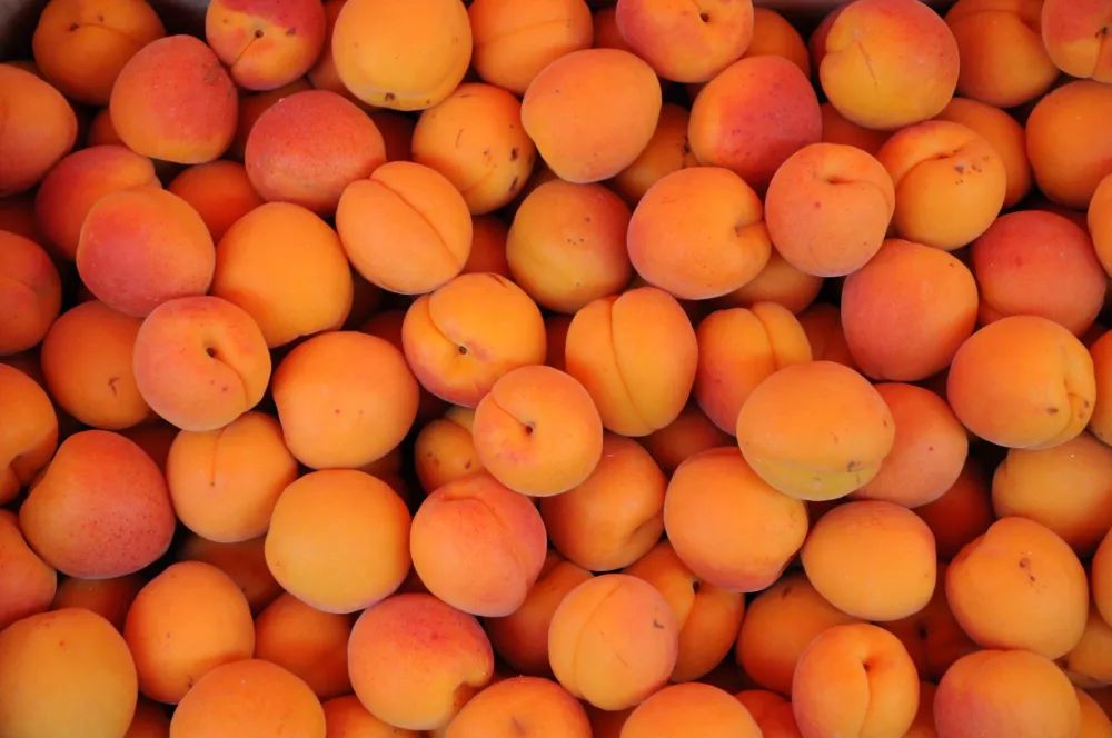 stall of apricots on the market