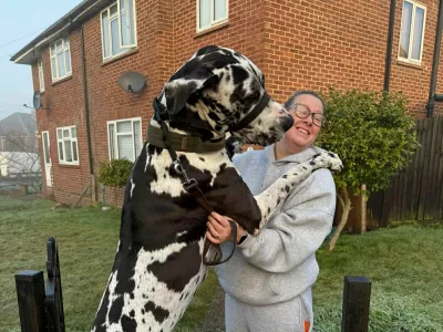 EXCLUSIVE: Story from Jam Press (Massive Great Dane) Gigantic 6ft 2 pooch weighs whopping 11 stone and is mistaken for a horse...but thinks he's a lap dogA gigantic Great Dane who weighs a whopping 11 stone and is mistaken for a horse still tries to sit on his owner's lap.Elvis stands at 6ft 2in on his hind legs and towers over his 5ft 6in owner Kayleigh O'Riordan, 37.The three-year-old dog sleeps on a three-seater sofa and eats 2kg of food every day, setting Kayleigh back Ł35 a week."He touches the light on the living room ceiling when he's on his hind legs and he's a lot taller than me," Kayleigh, from Frimley, Surrey, said."The last time he was measured he was 11 stone but he's too big for the scales at our local vets."We joke about taking him to the scrap metal yard to use one of the scales they use to weigh cars."We knew he was going to be a big boy but we didn't realise how big."Kayleigh also told What's the Jam: "He just kept growing and growing and every time he reached his height, he grew again."His size impacts everything from sharing the sofa to making a conscious effort not to leave anything on the kitchen sides as he's shoulder height to the countertops."Our car choices are limited to what he can fit in."Kayleigh says the huge dog attracts lots of attention when they're out for walks and people often mistake him for a horse.The business owner said: "People say 'do you have a saddle for that?' and ask to ride him."We've met a Shetland pony that was smaller than him."We get a lot of 'wow, look at the size of that dog' sometimes with a profanity or two."Walking him is a pleasure but I walk him in a long line as other dogs and some people don't know how to take his size and it can cause shock or unease."He has good recall but I need to know I have full control."I like to take him to an enclosed field where he can run freely without having to be concerned about other people or dog's reactions.23 Jan 2026Pictured: Story from Jam Press (Massive Great Dane) Pictured: Kayleigh with her Great Dane, Elvis.Gigantic 6ft 2 pooch weighs whopping 11 stone and is mistaken for a horse...but thinks he's a lap dogA gigantic Great Dane who weighs a whopping 11 stone and is mistaken for a horse still tries to sit on his owner's lap.Elvis stands at 6ft 2in on his hind legs and towers over his 5ft 6in owner Kayleigh O'Riordan, 37.The three-year-old dog sleeps on a three-seater sofa and eats 2kg of food every day, setting Kayleigh back Ł35 a week."He touches the light on the living room ceiling when he's on his hind legs and he's a lot taller than me," Kayleigh, from Frimley, Surrey, said."The last time he was measured he was 11 stone but he's too big for the scales at our local vets."We joke about taking him to the scrap metal yard to use one of the scales they use to weigh cars."We knew he was going to be a big boy but we didn't realise how big."Kayleigh also told What's the Jam: "He just kep.,Image: 1068629624, License: Rights-managed, Restrictions: NO Australia, Germany, Norway, South Korea, Sweden, United Kingdom, United States, Unknown Country, Model Release: no, Pictured: Great Dane Elvis, as a puppy