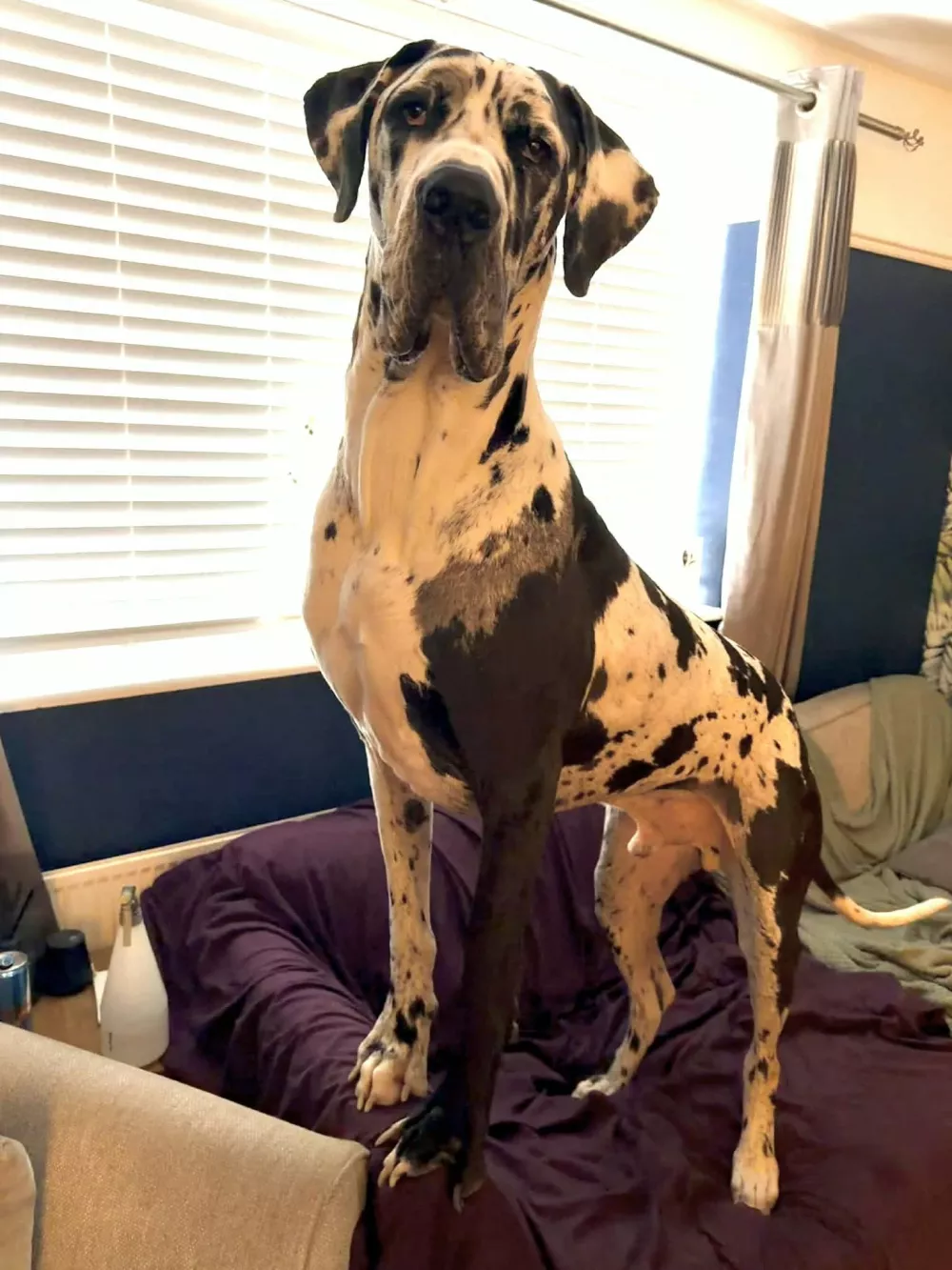 EXCLUSIVE: Story from Jam Press (Massive Great Dane) Gigantic 6ft 2 pooch weighs whopping 11 stone and is mistaken for a horse...but thinks he's a lap dogA gigantic Great Dane who weighs a whopping 11 stone and is mistaken for a horse still tries to sit on his owner's lap.Elvis stands at 6ft 2in on his hind legs and towers over his 5ft 6in owner Kayleigh O'Riordan, 37.The three-year-old dog sleeps on a three-seater sofa and eats 2kg of food every day, setting Kayleigh back Ł35 a week."He touches the light on the living room ceiling when he's on his hind legs and he's a lot taller than me," Kayleigh, from Frimley, Surrey, said."The last time he was measured he was 11 stone but he's too big for the scales at our local vets."We joke about taking him to the scrap metal yard to use one of the scales they use to weigh cars."We knew he was going to be a big boy but we didn't realise how big."Kayleigh also told What's the Jam: "He just kept growing and growing and every time he reached his height, he grew again."His size impacts everything from sharing the sofa to making a conscious effort not to leave anything on the kitchen sides as he's shoulder height to the countertops."Our car choices are limited to what he can fit in."Kayleigh says the huge dog attracts lots of attention when they're out for walks and people often mistake him for a horse.The business owner said: "People say 'do you have a saddle for that?' and ask to ride him."We've met a Shetland pony that was smaller than him."We get a lot of 'wow, look at the size of that dog' sometimes with a profanity or two."Walking him is a pleasure but I walk him in a long line as other dogs and some people don't know how to take his size and it can cause shock or unease."He has good recall but I need to know I have full control."I like to take him to an enclosed field where he can run freely without having to be concerned about other people or dog's reactions.23 Jan 2026Pictured: Story from Jam Press (Massive Great Dane) Pictured: Kayleigh with her Great Dane, Elvis.Gigantic 6ft 2 pooch weighs whopping 11 stone and is mistaken for a horse...but thinks he's a lap dogA gigantic Great Dane who weighs a whopping 11 stone and is mistaken for a horse still tries to sit on his owner's lap.Elvis stands at 6ft 2in on his hind legs and towers over his 5ft 6in owner Kayleigh O'Riordan, 37.The three-year-old dog sleeps on a three-seater sofa and eats 2kg of food every day, setting Kayleigh back Ł35 a week."He touches the light on the living room ceiling when he's on his hind legs and he's a lot taller than me," Kayleigh, from Frimley, Surrey, said."The last time he was measured he was 11 stone but he's too big for the scales at our local vets."We joke about taking him to the scrap metal yard to use one of the scales they use to weigh cars."We knew he was going to be a big boy but we didn't realise how big."Kayleigh also told What's the Jam: "He just kep.,Image: 1068629643, License: Rights-managed, Restrictions: NO Australia, Germany, Norway, South Korea, Sweden, United Kingdom, United States, Unknown Country, Model Release: no, Pictured: Great Dane Elvis, as a puppy