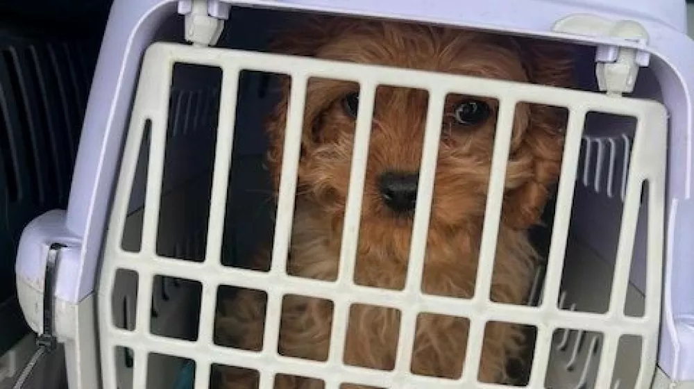 Murskosobo&scaron;ki policisti so v prtljažniku kombija na&scaron;li dvanajst psov in sedem mačk, ki so jih začasno odvzeli. 