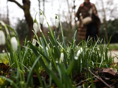 - 09.02.2026. - Zvončki v botaničnem vrtu Ljubljana,//FOTO: Bojan Velikonja / Foto: Bojan Velikonja
