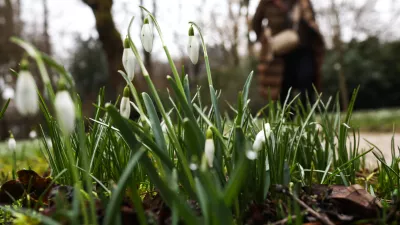 - 09.02.2026. - Zvončki v botaničnem vrtu Ljubljana,//FOTO: Bojan Velikonja / Foto: Bojan Velikonja