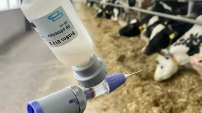 bolezen modrikastega jezika, cepivo. Foto: Veterinarska praksa Tenetiše, fb