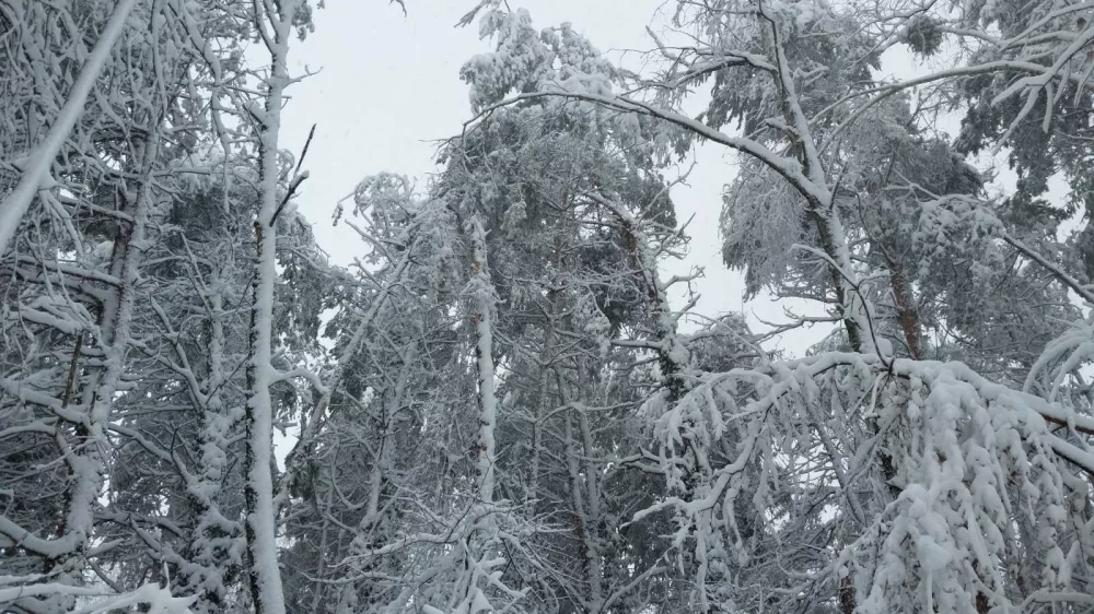 Zaradi snegoloma je po trenutni prvi, grobi oceni Zavoda za gozdove poskodovanih priblizno 50.000 m3 drevja.