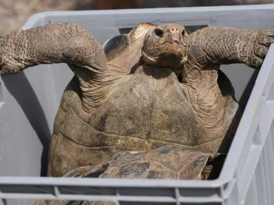 A juvenile giant tortoise sits in a box before its release on Floreana Island as part of a project to reintroduce the species to its native habitat in the Galapagos Islands, Ecuador, Friday, Feb. 20, 2026. (AP Photo/Dolores Ochoa)