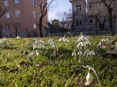 - 14.2.2024 - Pomlad je pri&scaron;la v mesto - zvončki// FOTO: Nik Erik Neubauer