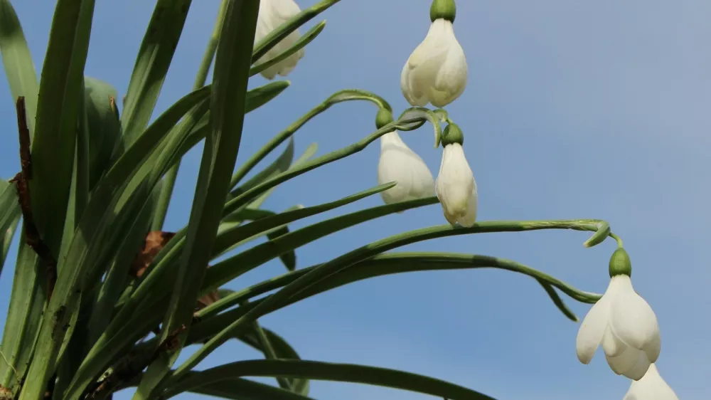 Ko zazvonijo zvončki: praznik pomladi v Ljubljani