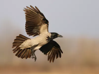 Siva vrana v letu / Foto: Jure Novak