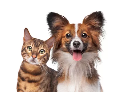 Tako srčkan par, ampak oba pu&scaron;čata dlake. / Foto: Istock