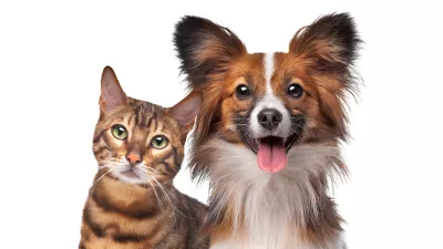 Tako srčkan par, ampak oba pu&scaron;čata dlake. / Foto: Istock