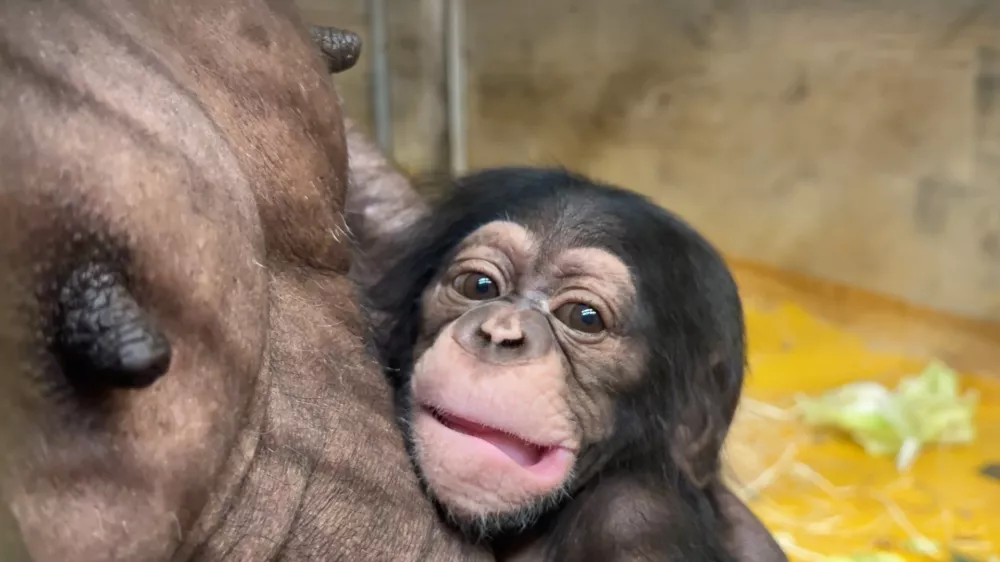 Foto: Arhiv ZOO Ljubljana