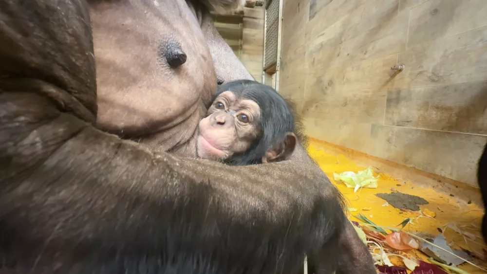 Foto: Arhiv ZOO Ljubljana