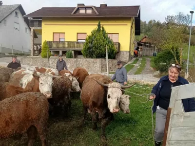 Kmetija Možgan, Leskovec pri Kr&scaron;kem, mučenje živali. Foto: družina Možgan 