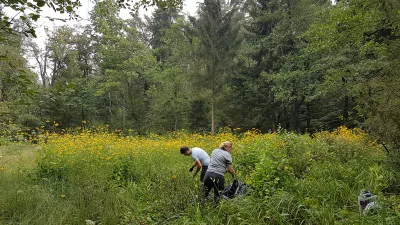 odstranjevanje invazivnih rastlin iz rezervata Mali Rožnik