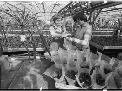 Sempra Olomouc k MDŽ, 27. &uacute;nora 1978. Miroslava Novosadov&aacute; (vpravo) a Milada Schwarcov&aacute; expeduj&iacute; saintpaulie.,Image: 1046114071, License: Rights-managed, Restrictions: Digitalizace ČTK&NK, Model Release: no