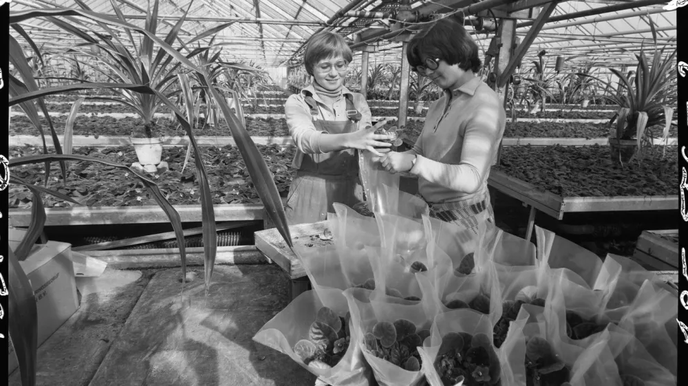 Sempra Olomouc k MDŽ, 27. &uacute;nora 1978. Miroslava Novosadov&aacute; (vpravo) a Milada Schwarcov&aacute; expeduj&iacute; saintpaulie.,Image: 1046114071, License: Rights-managed, Restrictions: Digitalizace ČTK&NK, Model Release: no