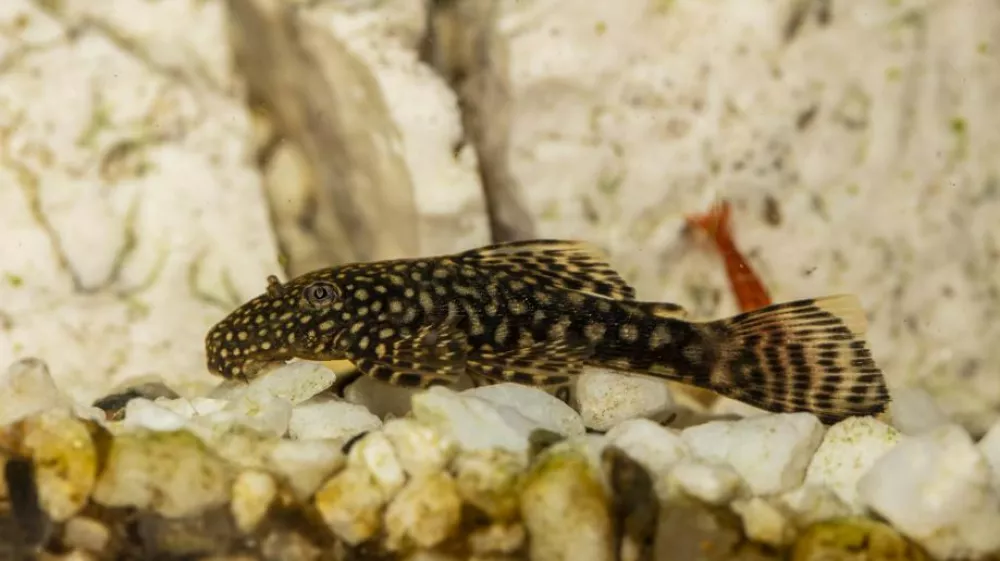 Riba je test opravila z lahkoto. Foto: zajem zaslona