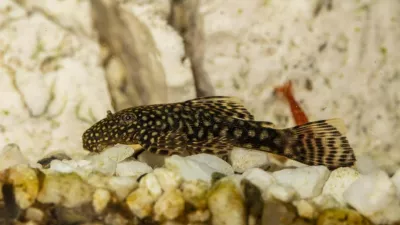 Riba je test opravila z lahkoto. Foto: zajem zaslona