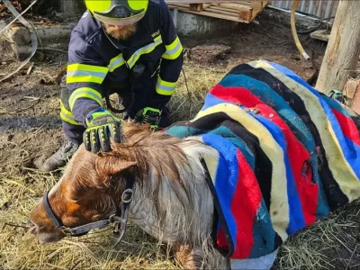 Žival je bila premražena. / Foto: Gasilci Iz Oberrohrbacha
