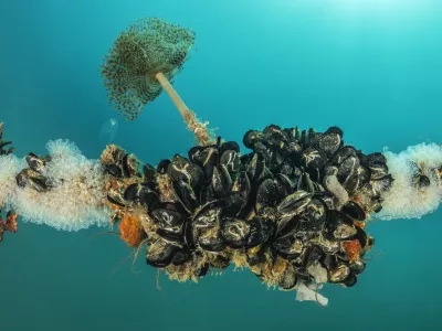 &Scaron;koljke klapavice obra&scaron;čene s pla&scaron;čarjem rodu Clavellina. Foto: Borut Furlan