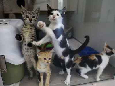 15.07.2025 - Zaveti&scaron;če za zapu&scaron;čene živali Ljubljana, GmajniceFoto: Luka Cjuha