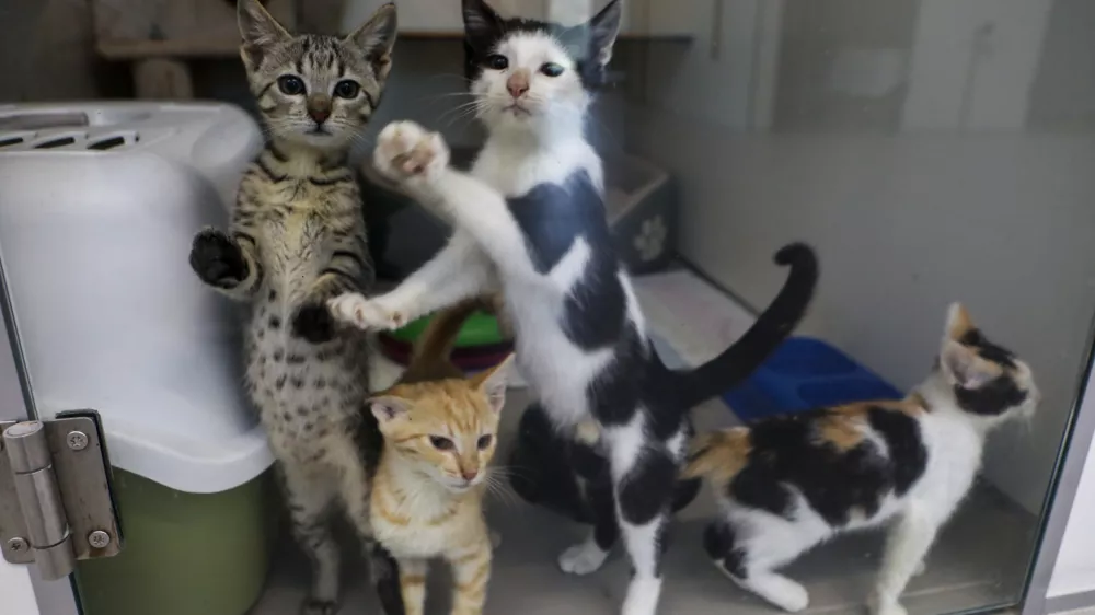 15.07.2025 - Zaveti&scaron;če za zapu&scaron;čene živali Ljubljana, GmajniceFoto: Luka Cjuha