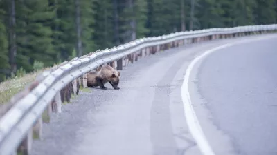 Inženirski pristop k upravljanju s prostorom moramo dopolniti z empatijo do drugih živih bitij, s katerimi si delimo planet. / Foto: Getty Images