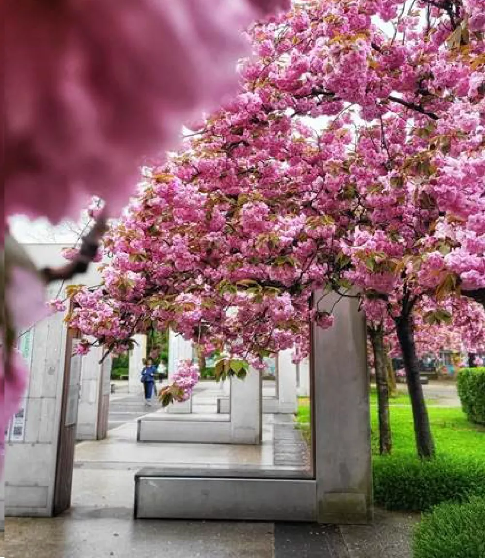 Naj drevored 2025: Drevored japonske če&scaron;nje v Parku Navje