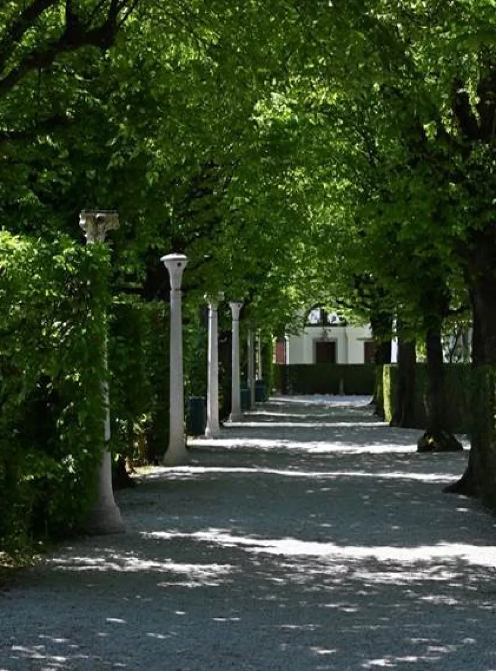 Naj drevored 2025: Gabrov drevored