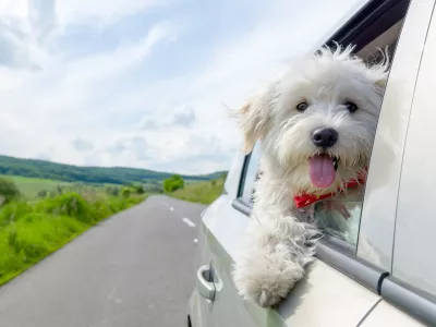 "Vsak od nas je že videl psa, ki moli glavo čez odprto okno in sedi na sprednjem oziroma zadnjem sedežu avtomobila, kar je vpra&scaron;ljivo tudi z vidika zdravja psa. Neustrezen prevoz psa v avtomobilu je nevaren tako za žival kot za voznika in druge sopotnike," opozarja Mojca Gričar iz dru&scaron;tva Animals Matter.
