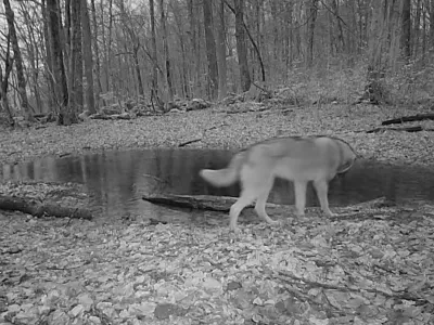 Foto: zajem zaslona YT