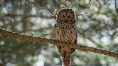 Najstarej&scaron;a kozača pri nas &scaron;teje kar devetnajst let. / Foto: Rok &Scaron;tirn