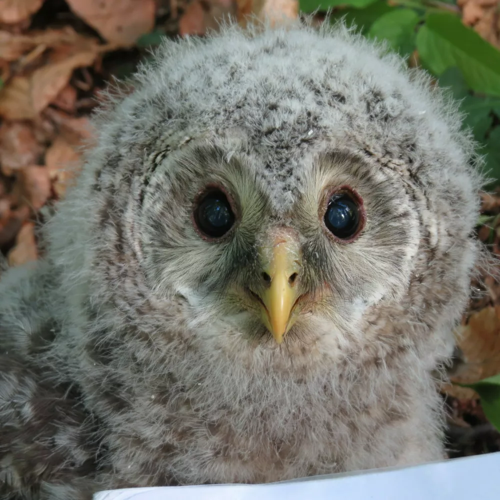 Mladiček kozače. / Foto: Al Vrezec