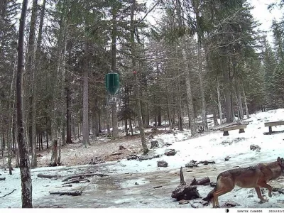 Volk ponovno na Pohorju &ndash; znanje za varen soobstoj